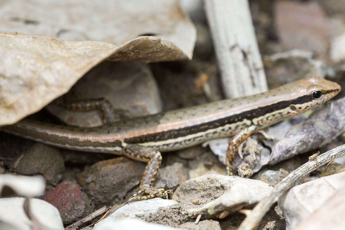 Imagem de Sphenomorphus maculatus (Blyth 1853)