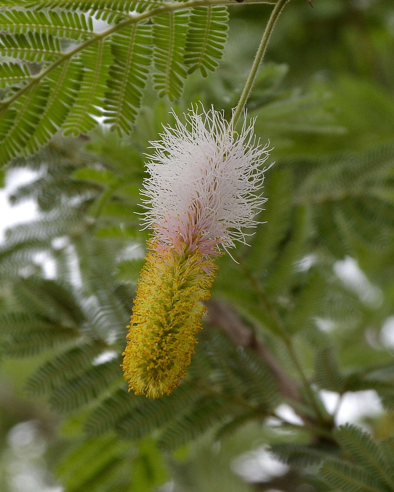 Imagem de Dichrostachys cinerea (L.) Wight & Arn.