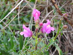 Слика од Antirrhinum cirrhigerum (Ficalho) Rothm.