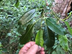 Image de Ficus superba var. henneana (Miq.) Corner