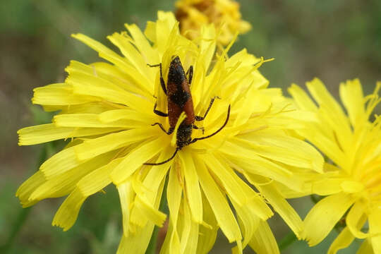 Image of Stenurella (Priscostenurella) bifasciata (Müller 1776)