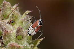 Image of Macrotylus vanduzeei Knight 1932