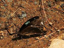 Image de Papilio microps Storace 1952