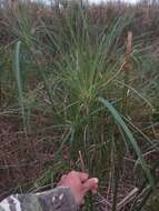 Image of Giant Flat Sedge