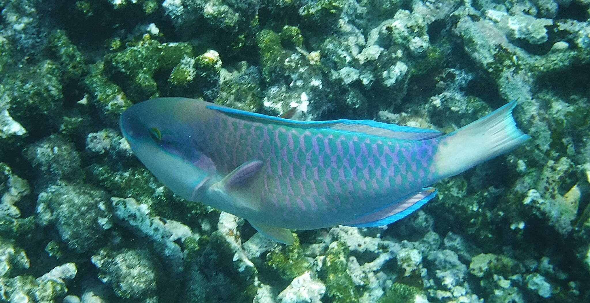 Image of Pink-margined Parrotfish