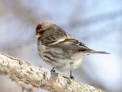 Acanthis flammea flammea (Linnaeus 1758)的圖片