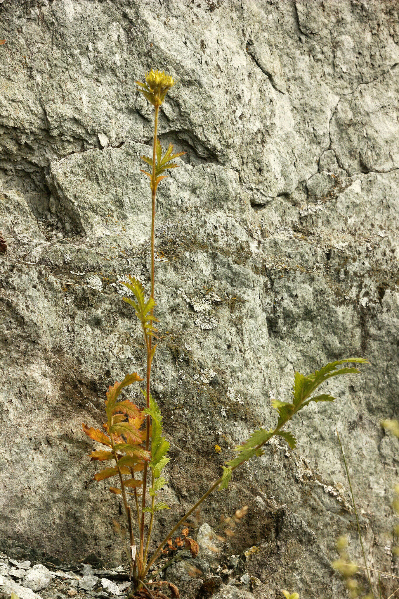 Image of Potentilla longifolia Willd.