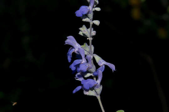 Salvia pruinosa Fernald resmi