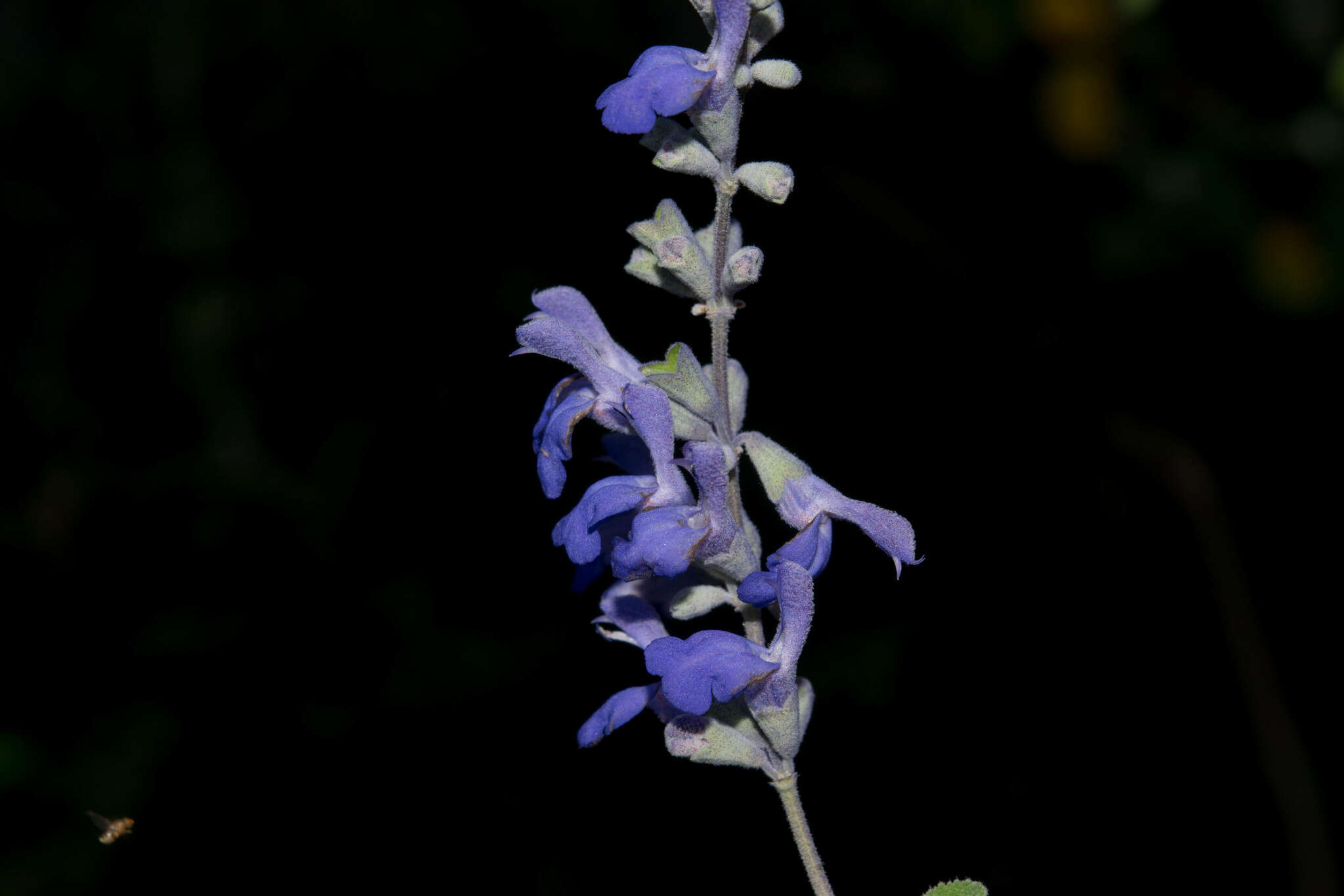 Image of Salvia pruinosa Fernald