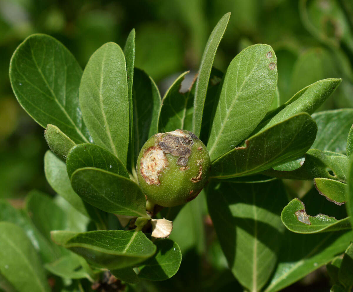 Plancia ëd Gardenia vilhelmii Domin