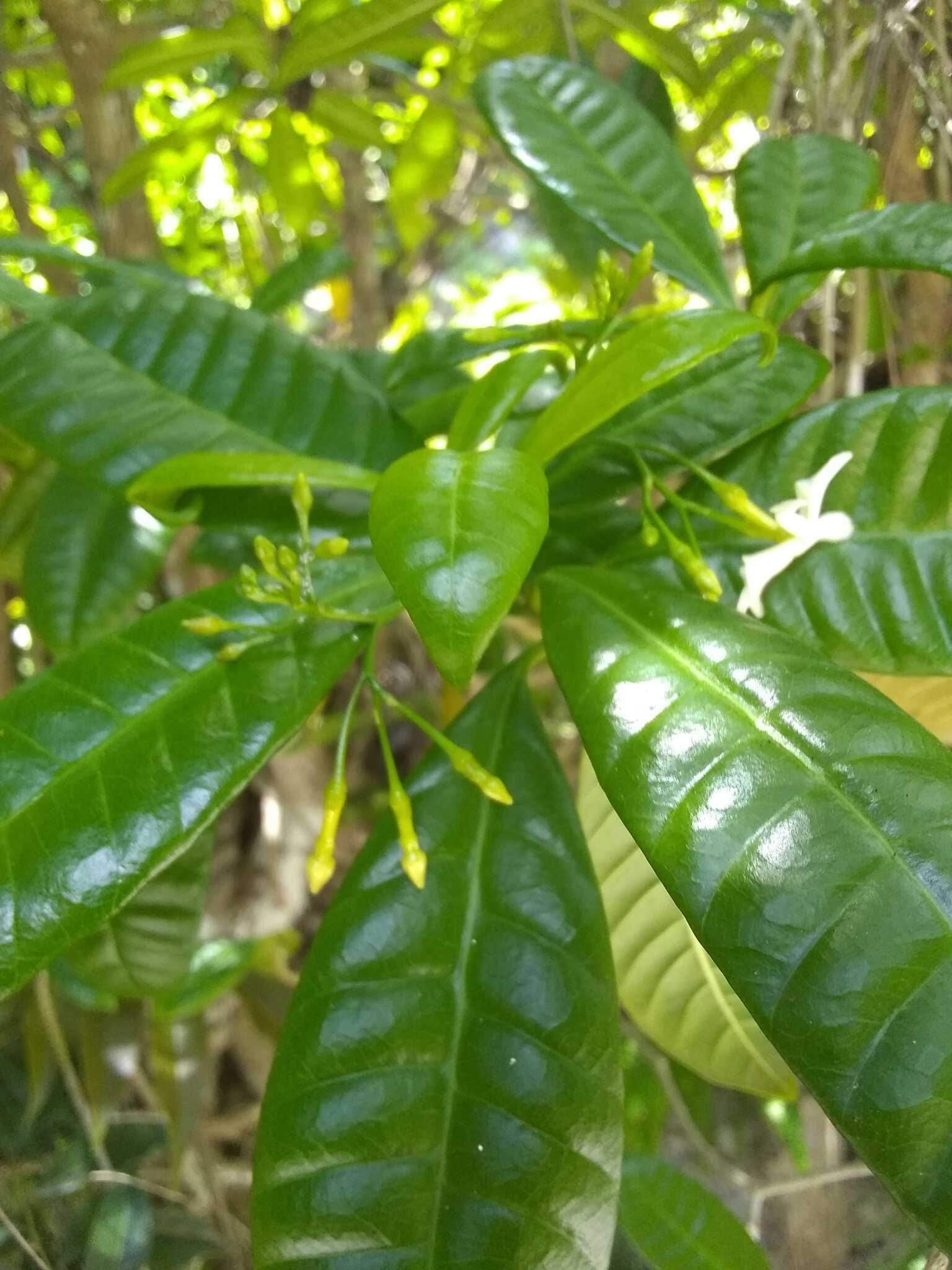 Sivun Tabernaemontana citrifolia L. kuva