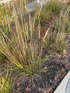 Image of feather reed grass