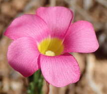 Image of Oxalis confertifolia (Kuntze) Knuth