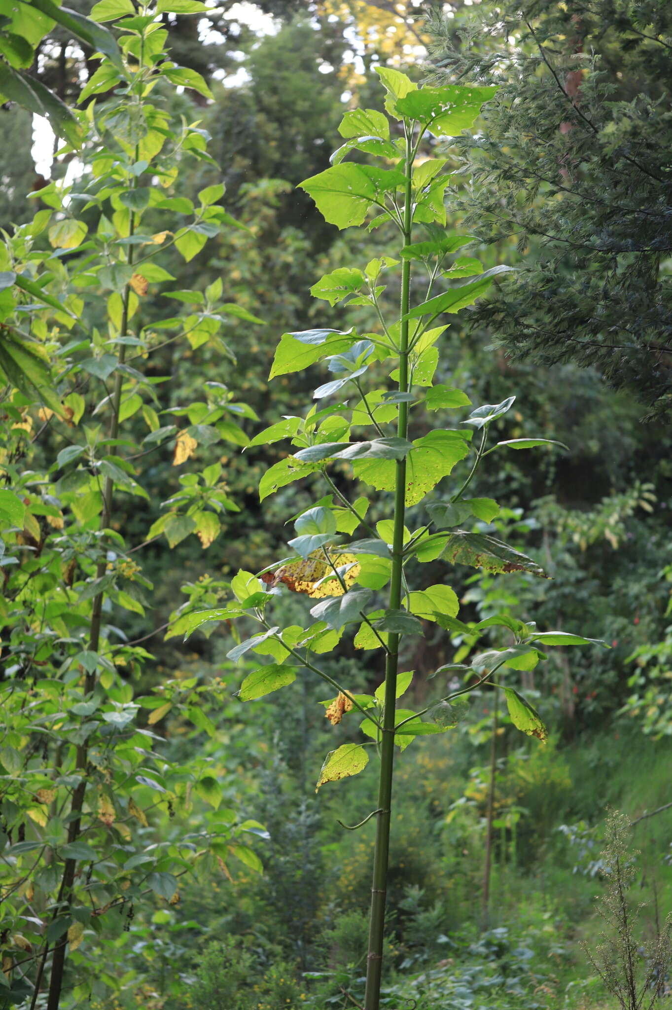 Image of Smallanthus pyramidalis (Triana) H. Rob.