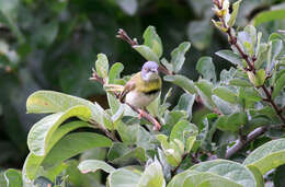 Image of Yellow-breasted Apalis