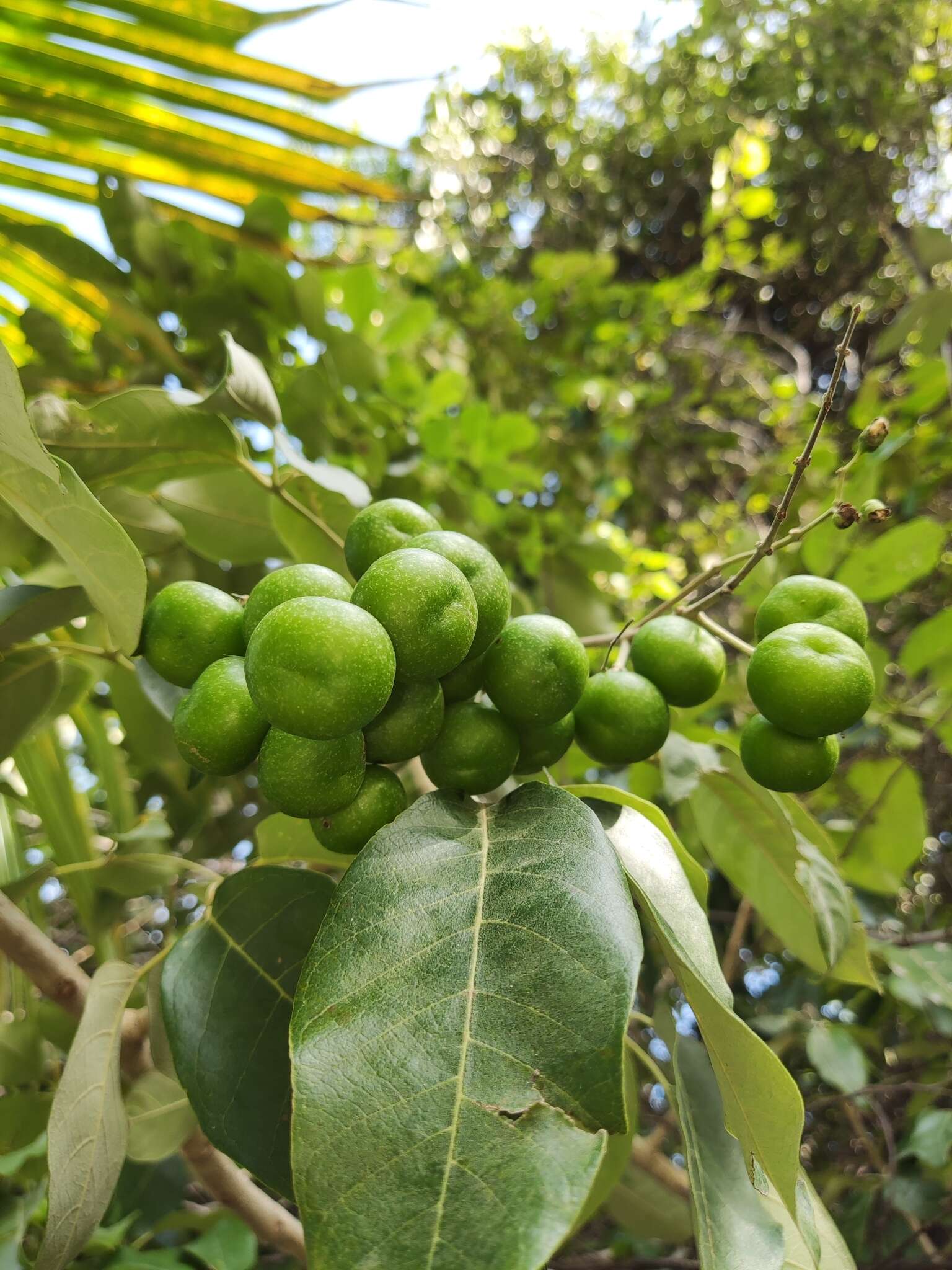 Imagem de Vitex gaumeri Greenm.