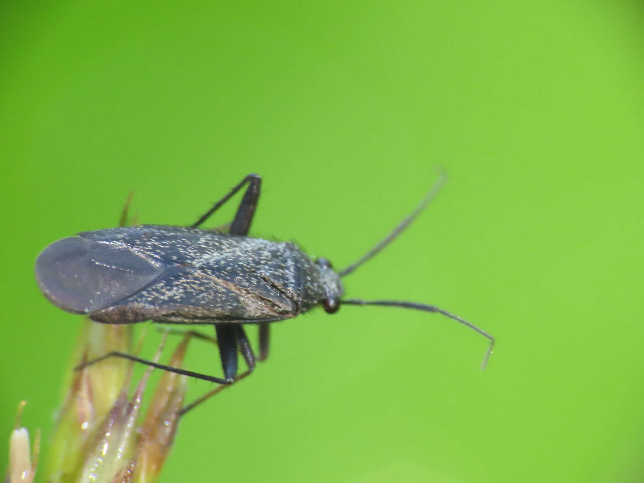 Слика од Orthocephalus coriaceus (Fabricius 1777)