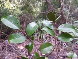 Loeseneriella urceolus (Tulasne) N. Hallé的圖片