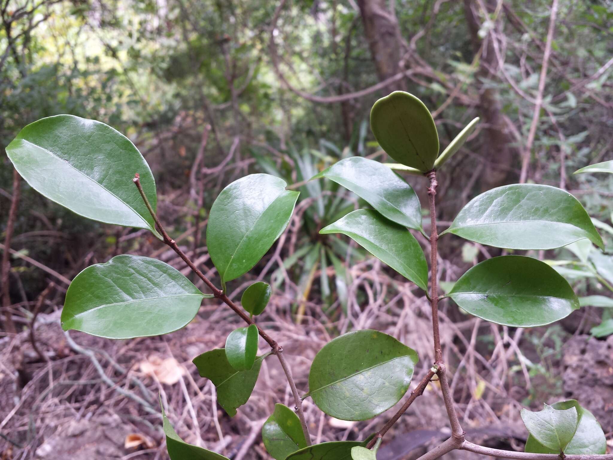 صورة Loeseneriella urceolus (Tulasne) N. Hallé