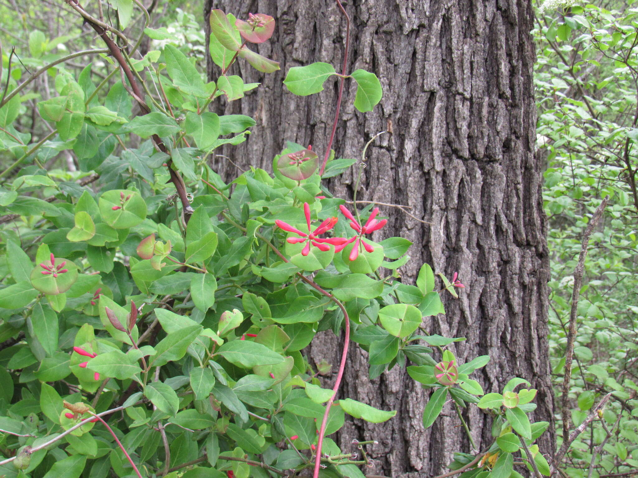 Image de Lonicera sempervirens L.