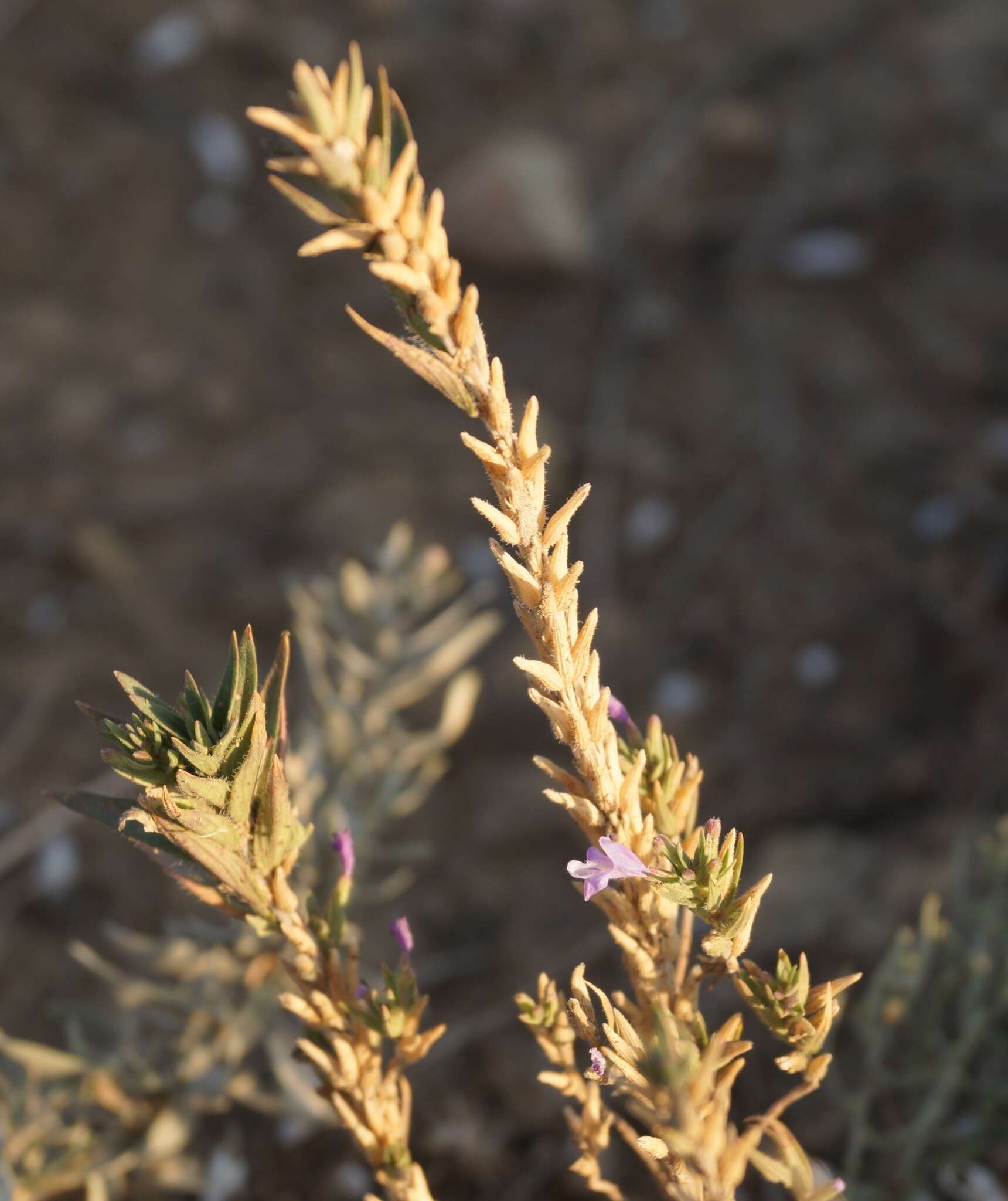 Image of Ziziphora taurica M. Bieb.