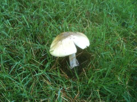 Image of Death cap