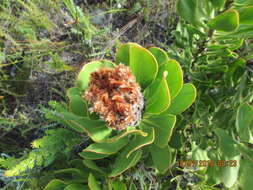 Imagem de Protea speciosa (L.) L.