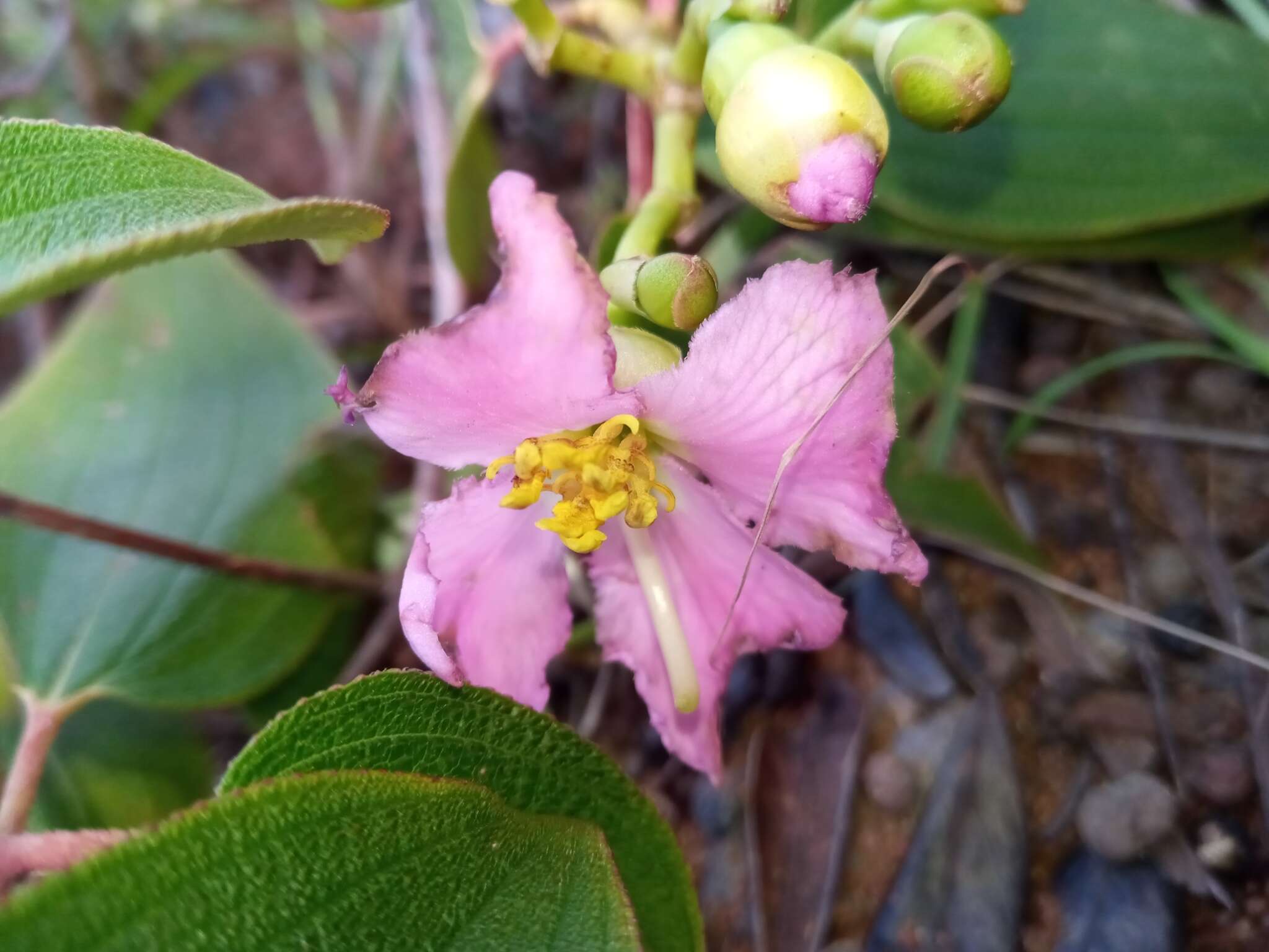 Image of Dionycha boinensis H. Perrier