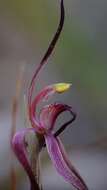 Image of Tailed spider orchid