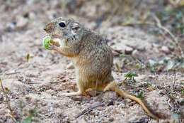 Image of Indian Desert Gerbil