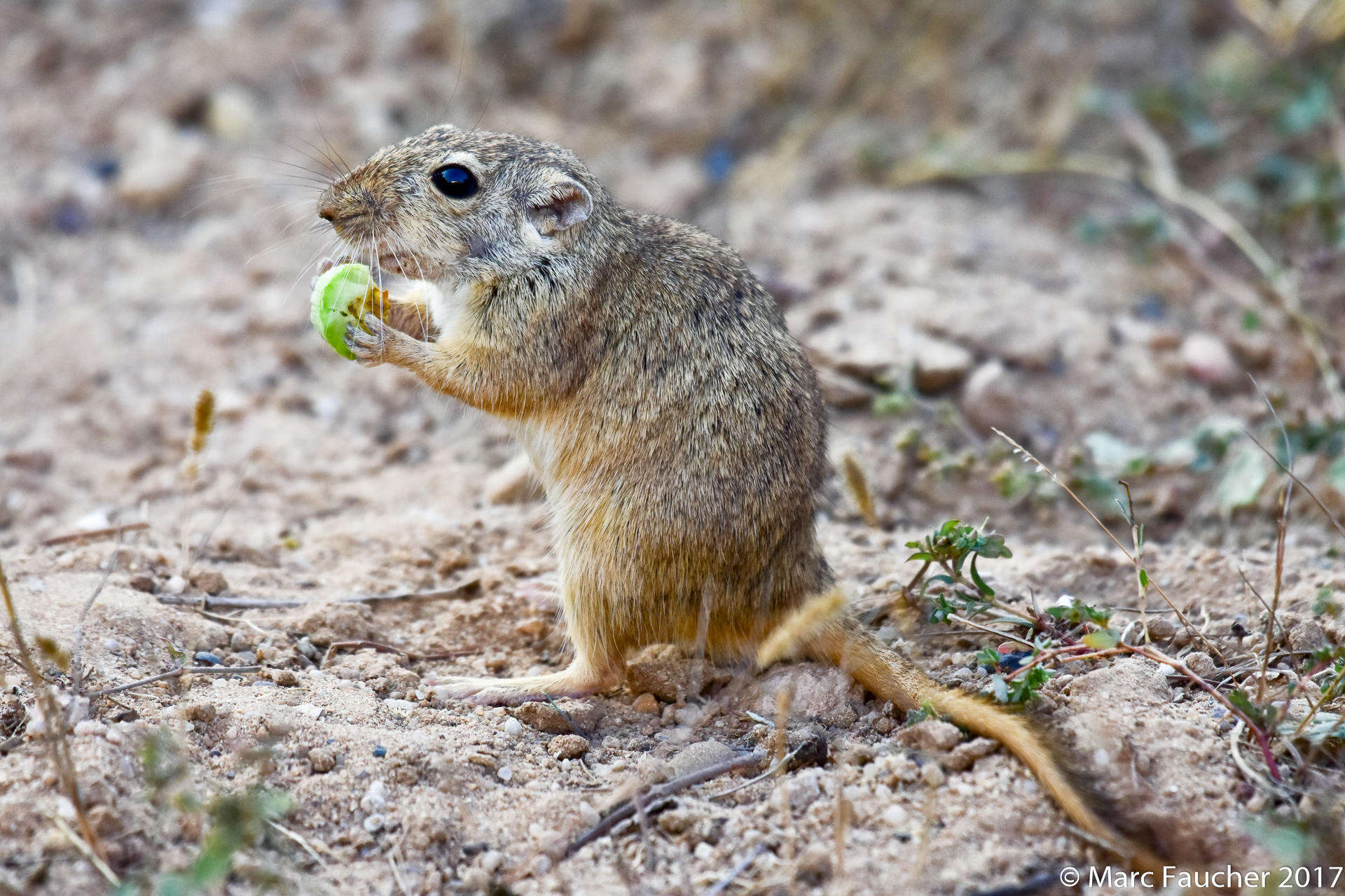 Image of Indian Desert Gerbil