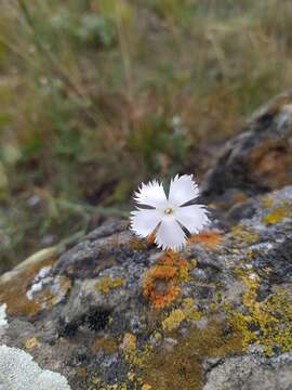 Plancia ëd Dianthus fragrans Bieb.