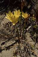 Imagem de Zephyranthes gilliesiana