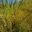 Image of Empleurum fragrans Glover