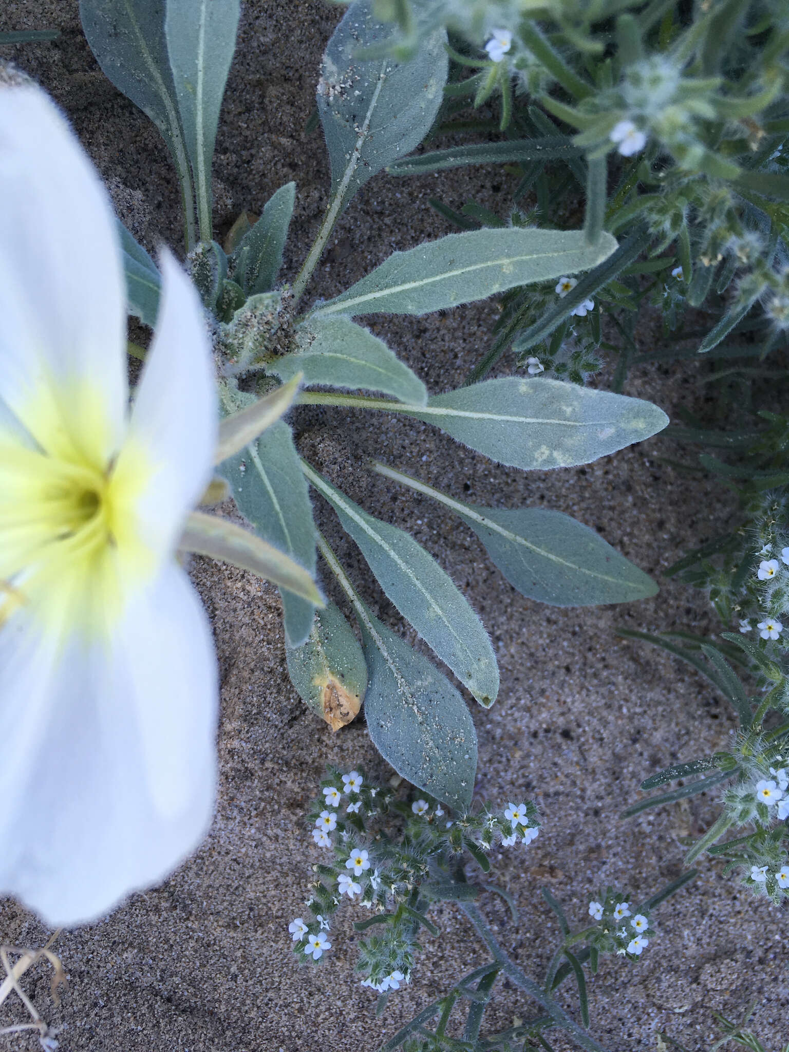 Imagem de Oenothera deltoides Torr. & Frem.