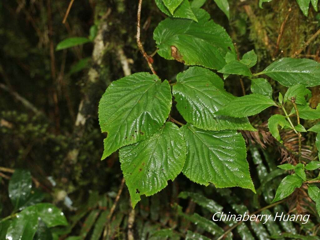 Imagem de Viburnum furcatum Bl. ex Hook. fil. & Thoms.