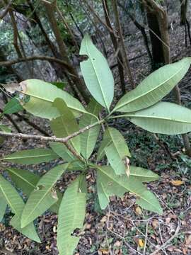 Image de Tabernaemontana elegans Stapf