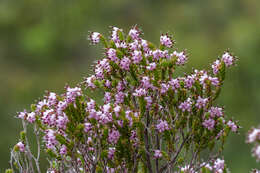 Image of Honey blaeria