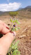 Image of Tinantia erecta (Jacq.) Fenzl