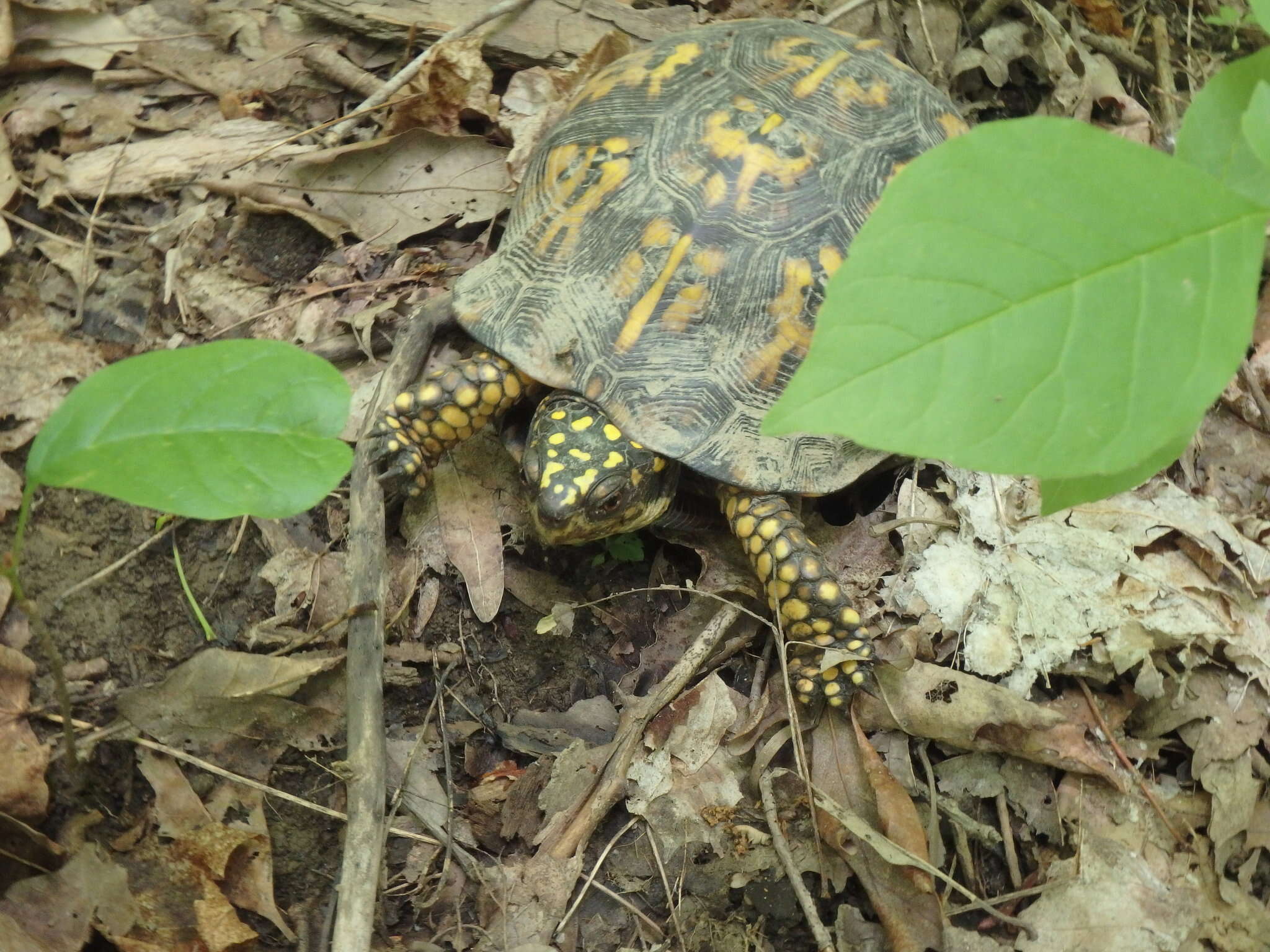 Image of Eastern box turtle