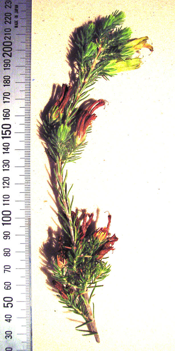 Image of Erica unicolor subsp. unicolor