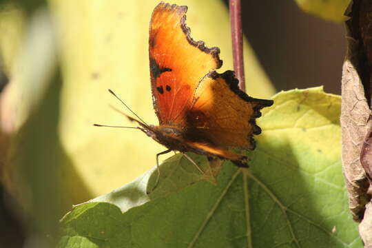 Слика од Polygonia haroldi Dewitz 1877