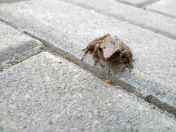 Image of Cachabi Robber Frog