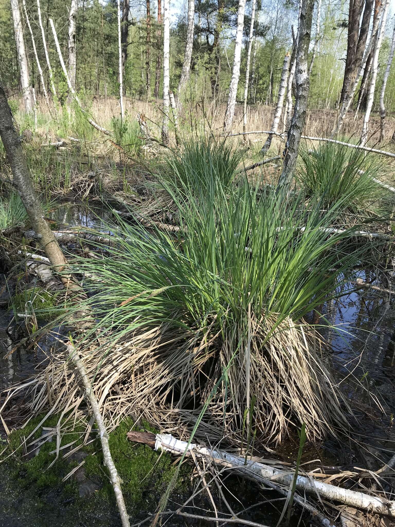 Image of Carex elata subsp. omskiana (Meinsh.) Jalas