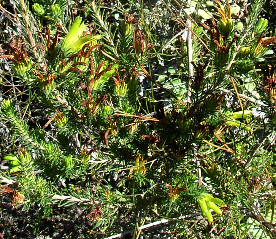 Image of Erica unicolor subsp. unicolor