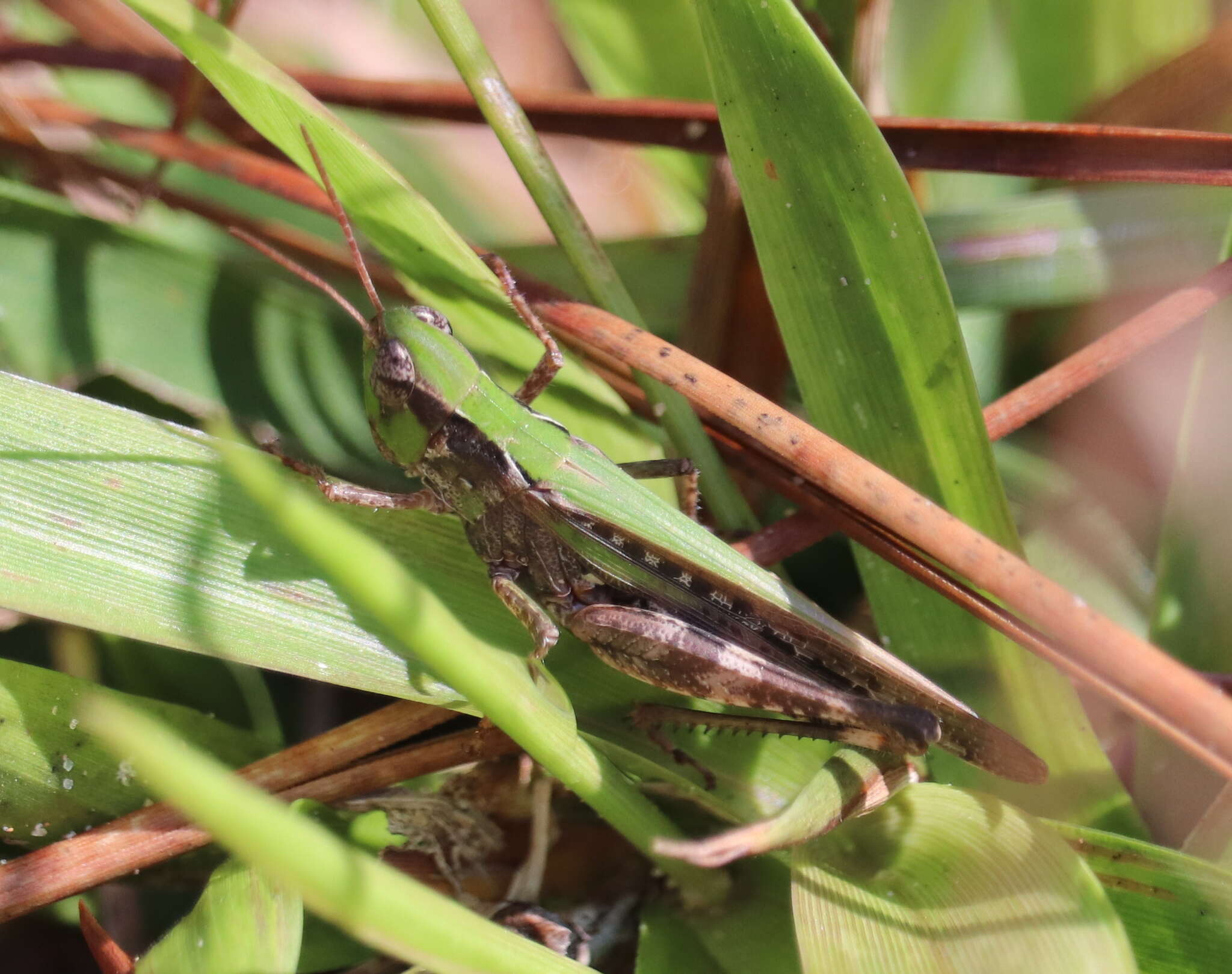 Image of Spotted-winged Grasshopper