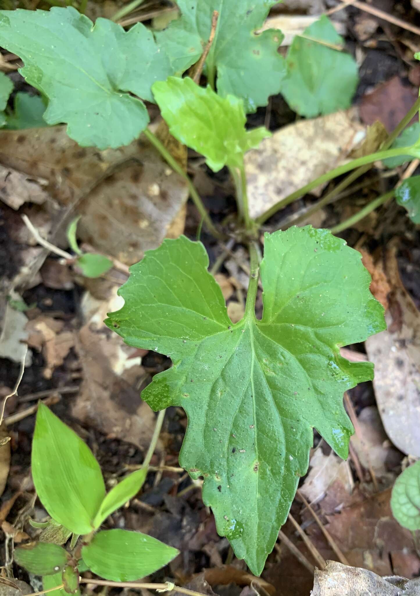 Viola edulis Spach resmi