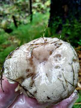 Image of Hygrophorus hedrychii (Velen.) K. Kult 1956