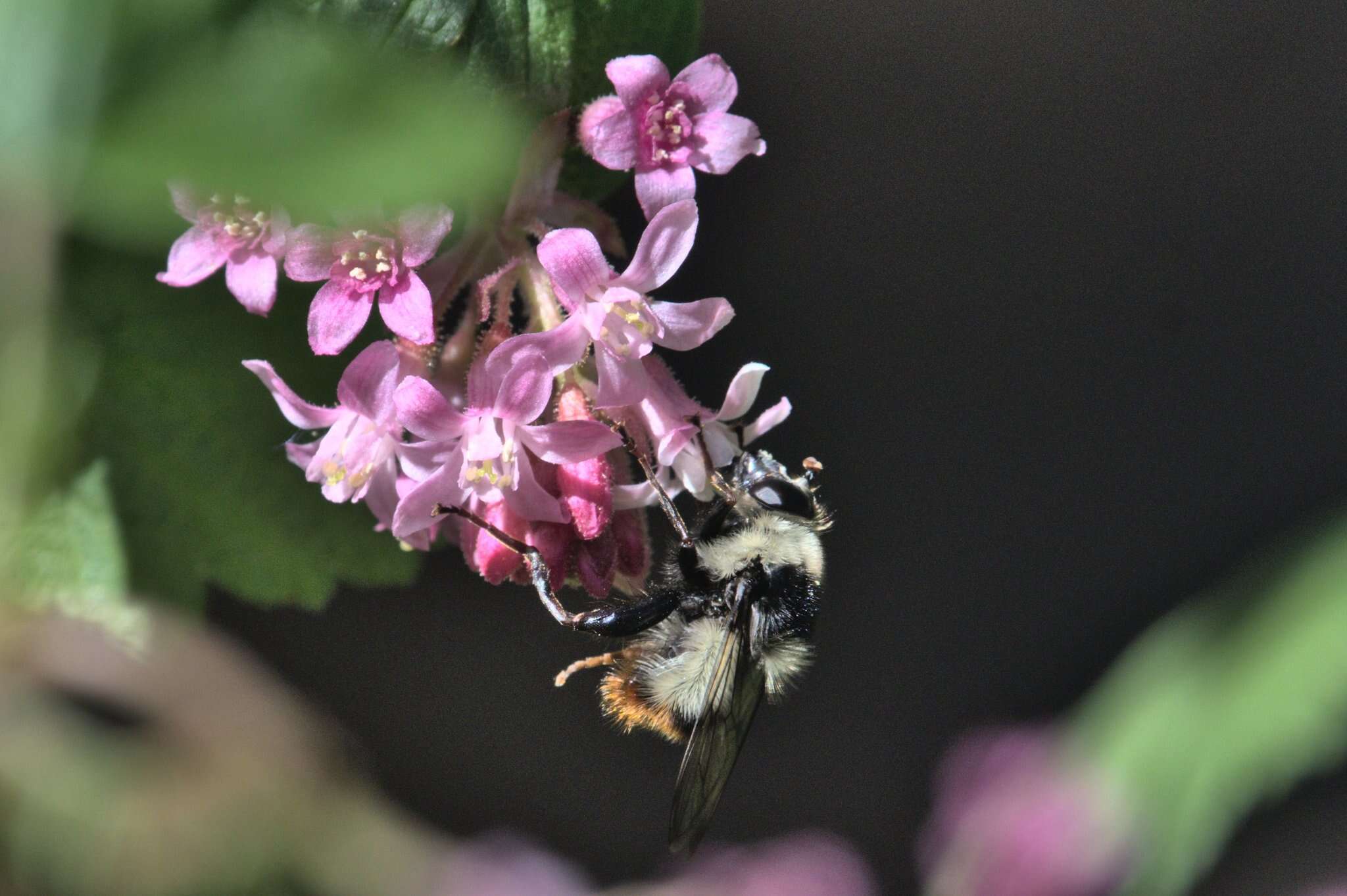 Image de Criorhina caudata Curran 1925