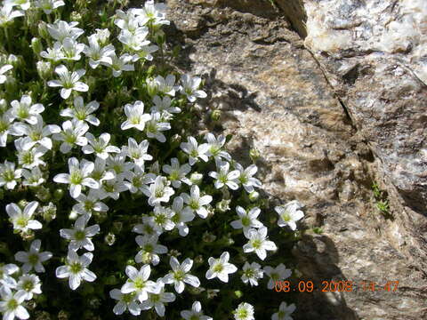 Image of Pseudocherleria imbricata (M. Bieb.) Dillenb. & Kadereit